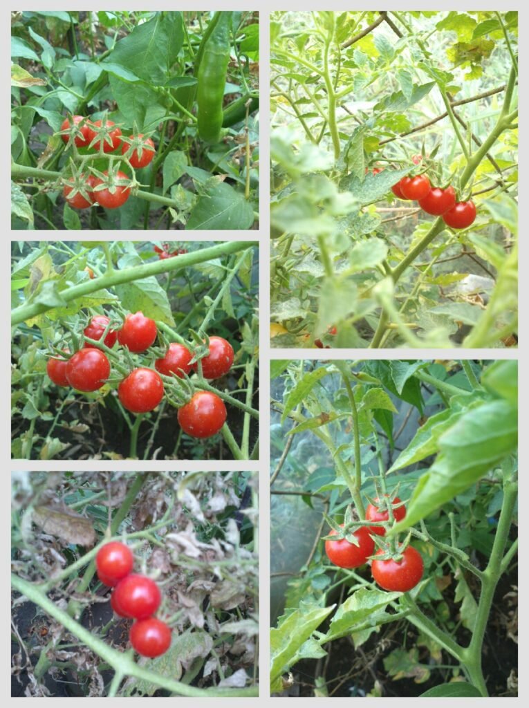 Cherry Domates Reçeli Yaptım