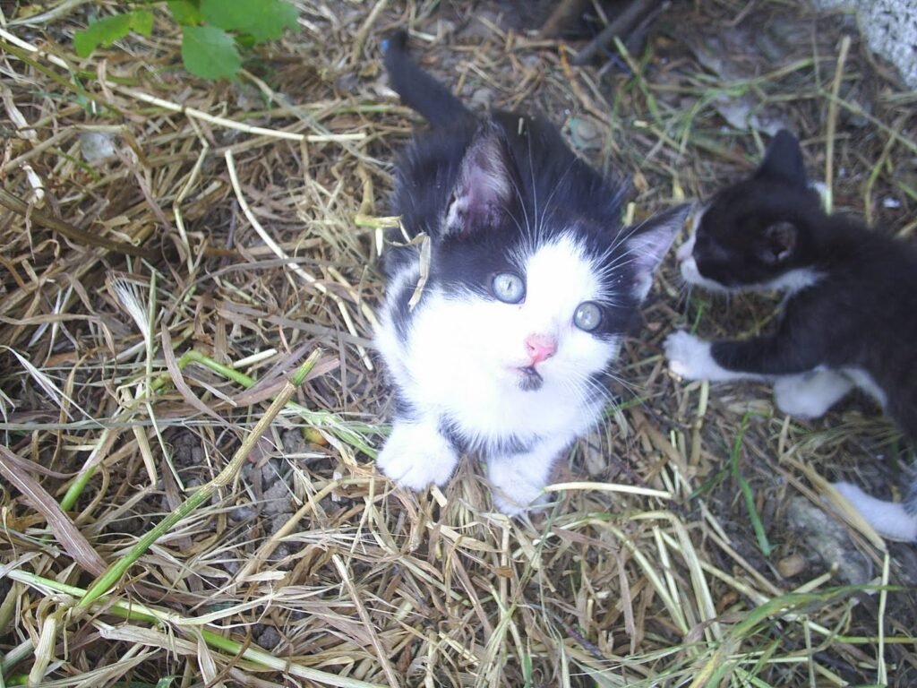Kedi yavrularimiz :)